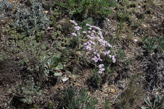 Goniolimon speciosum