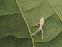 Copocrossa