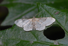 Idaea filicata