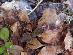 Melanophyllum haematospermum