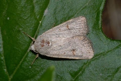 Caradrina kadenii