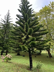 Eutacta