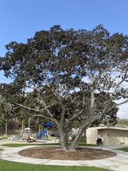 Ficus rubiginosa