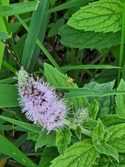 Mentha longifolia