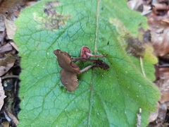 Melanophyllum haematospermum