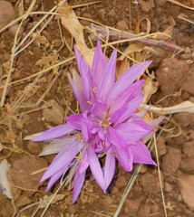 Colchicum feinbruniae