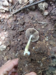 Psilocybe cubensis