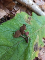 Melanophyllum haematospermum