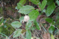 Araneus pallidus
