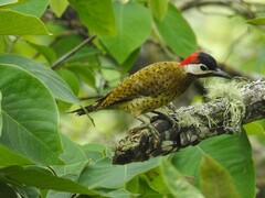 Colaptes punctigula