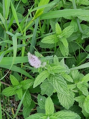 Mentha longifolia