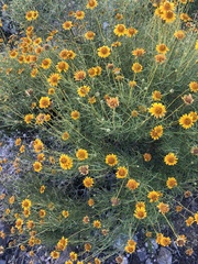 Sidneya tenuifolia