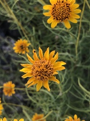 Sidneya tenuifolia