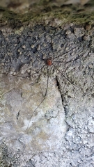 Leiobunum limbatum