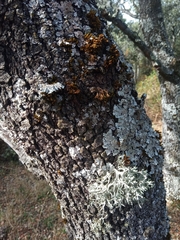 Parmelina tiliacea