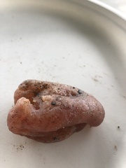 Aplidium