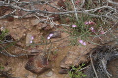 Polygala wittebergensis