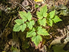Actaea