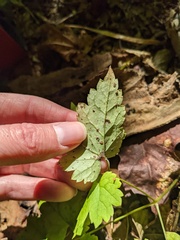 Actaea