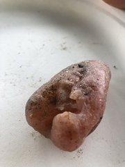 Aplidium