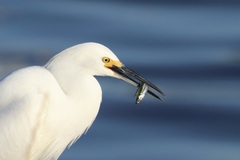 Atherinops affinis