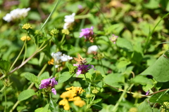 Hylephila phyleus phyleus