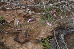 Polygala wittebergensis