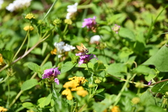 Hylephila phyleus phyleus