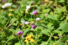 Hylephila phyleus phyleus