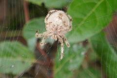 Araneus pallidus