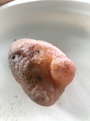 Aplidium