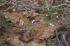 Polygala wittebergensis