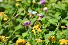 Hylephila phyleus phyleus