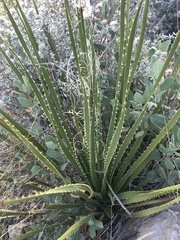 Asparagales