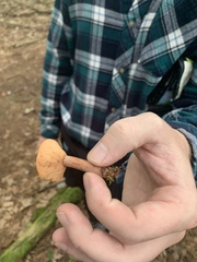 Lactarius camphoratus
