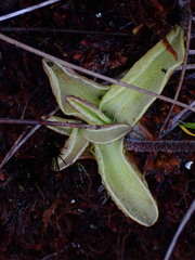 Pinguicula