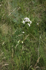 Valeriana rossica