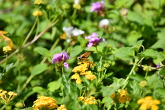 Hylephila phyleus phyleus