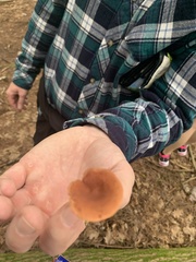 Lactarius camphoratus