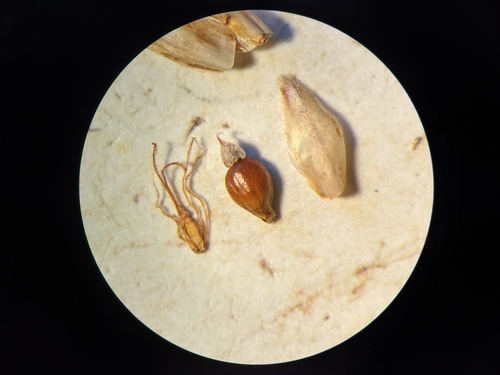 Eleocharis erythropoda iNat (1)