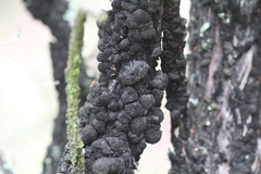 Hormiscium ericae