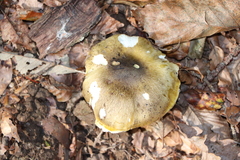 Tricholoma equestre