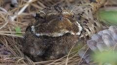 Antrostomus carolinensis