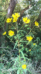 Helianthus angustifolius