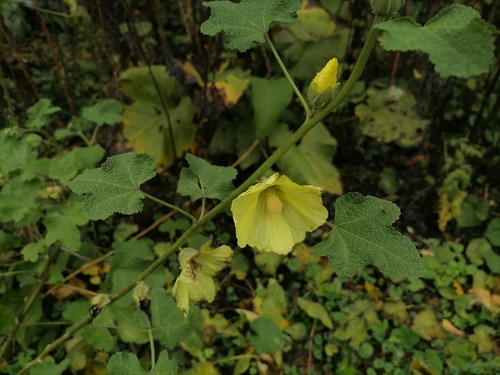 Наблюдение на iNaturalist
