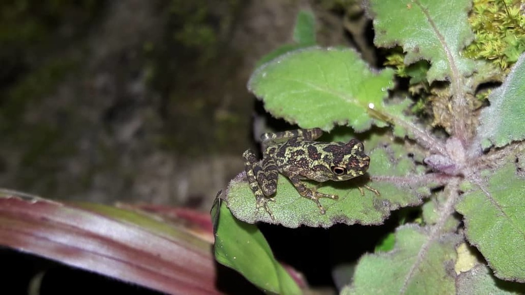 Sabah Earless Toad