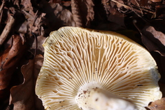 Tricholoma equestre