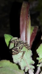 Sabahphrynus maculatus