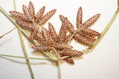 Cyperus diandrus