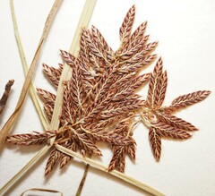 Cyperus diandrus